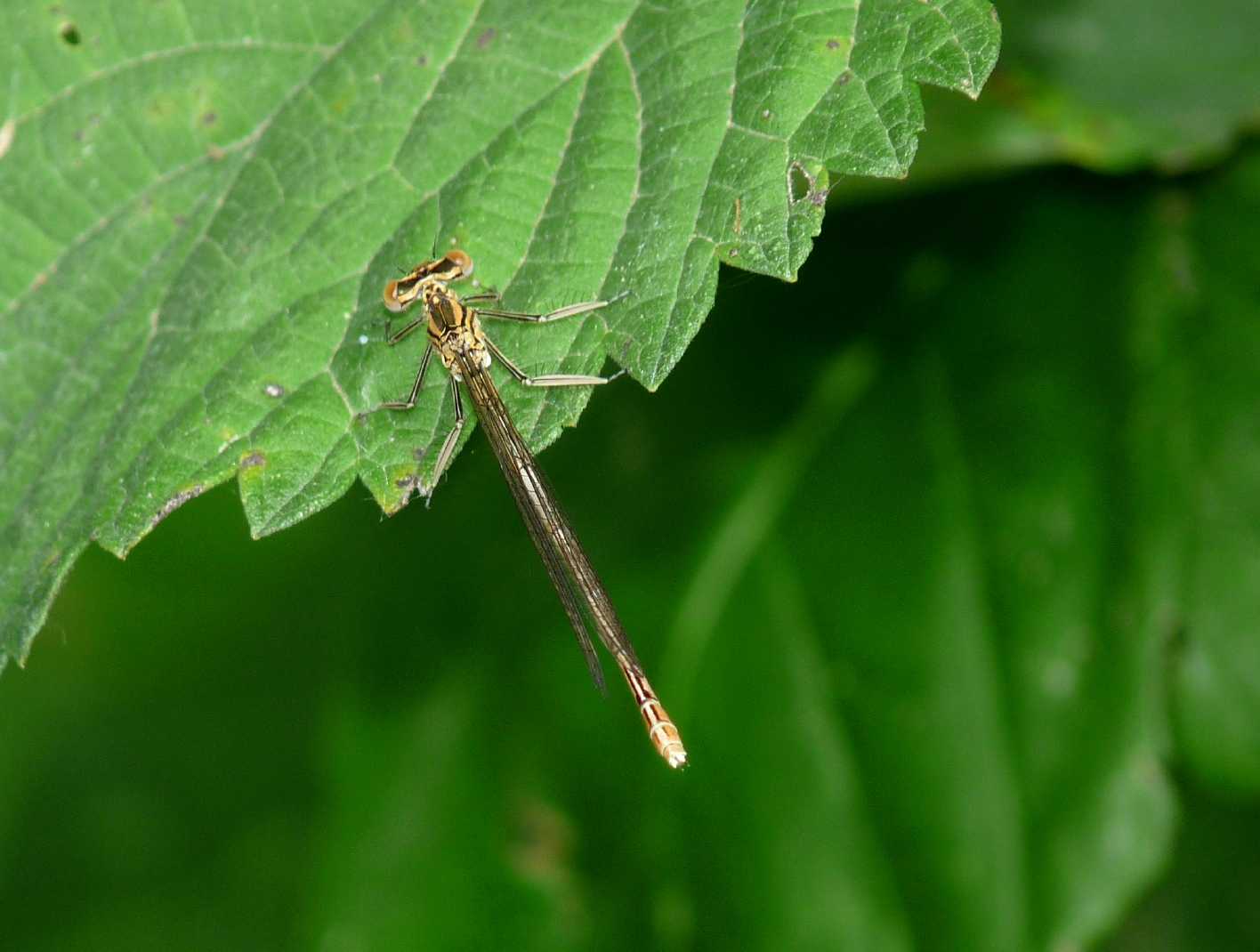 Da determinare - Platycnemis pennipes